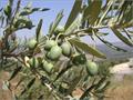 زیتون معمولی